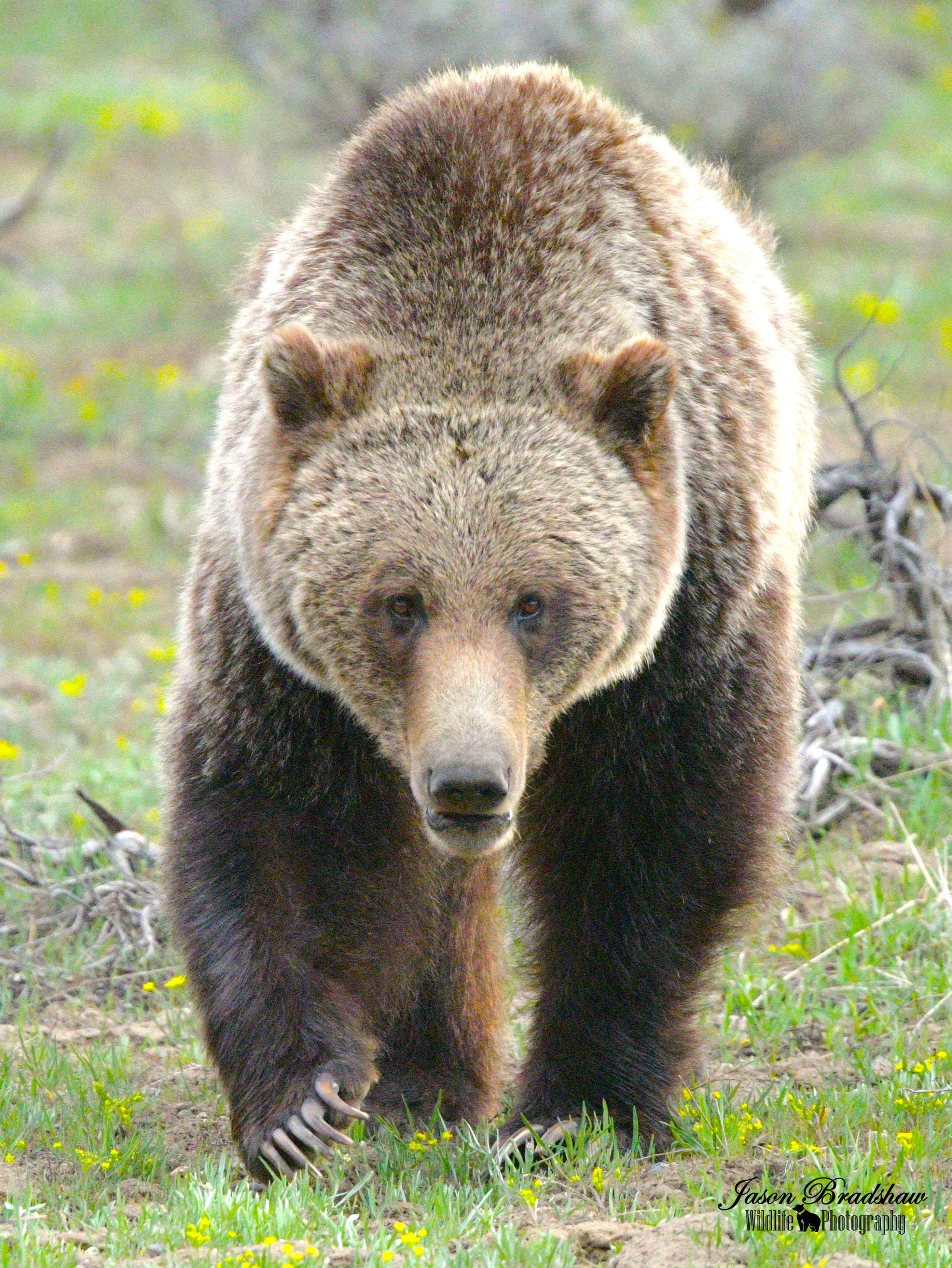 Grizzly Bear   *Starting at $26!!