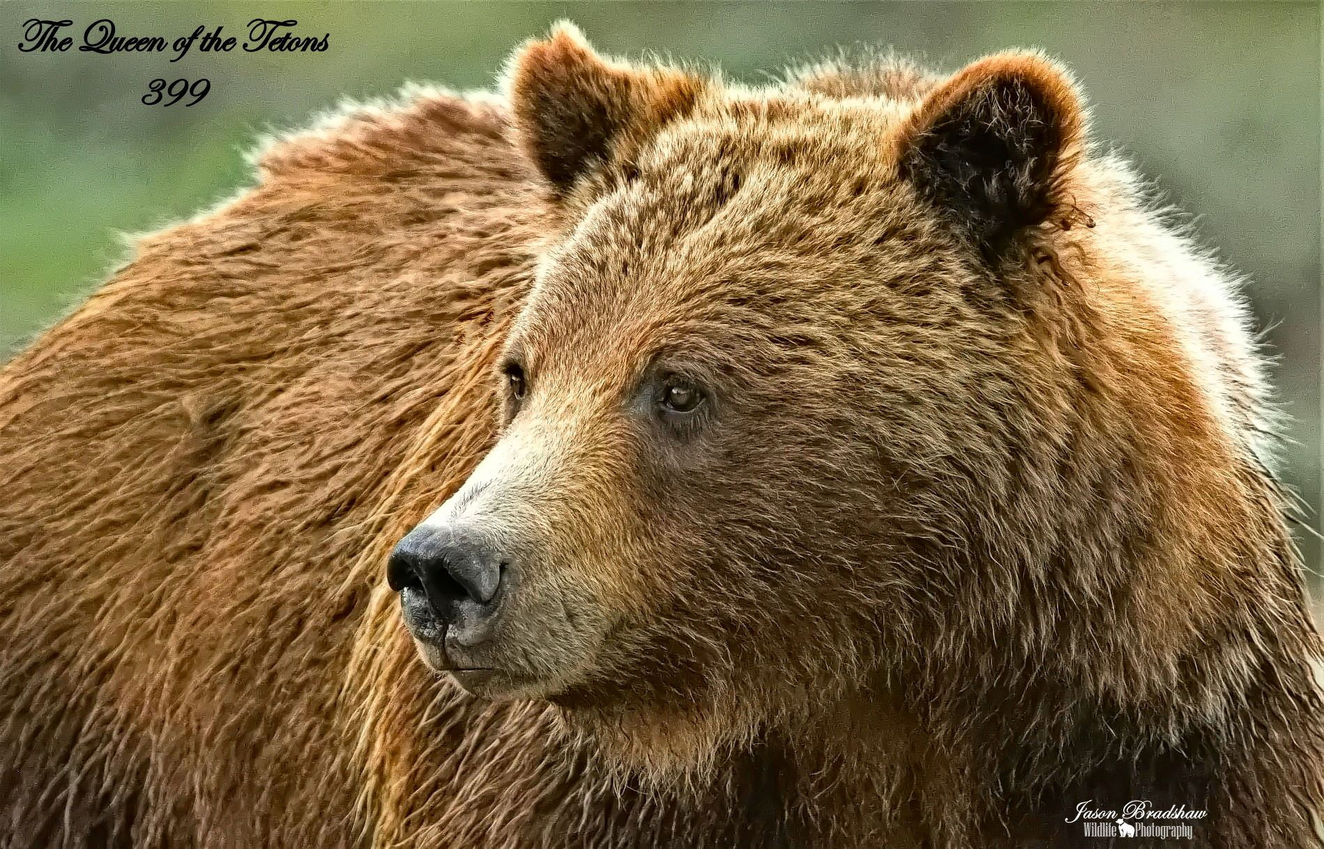 Grizzly 399