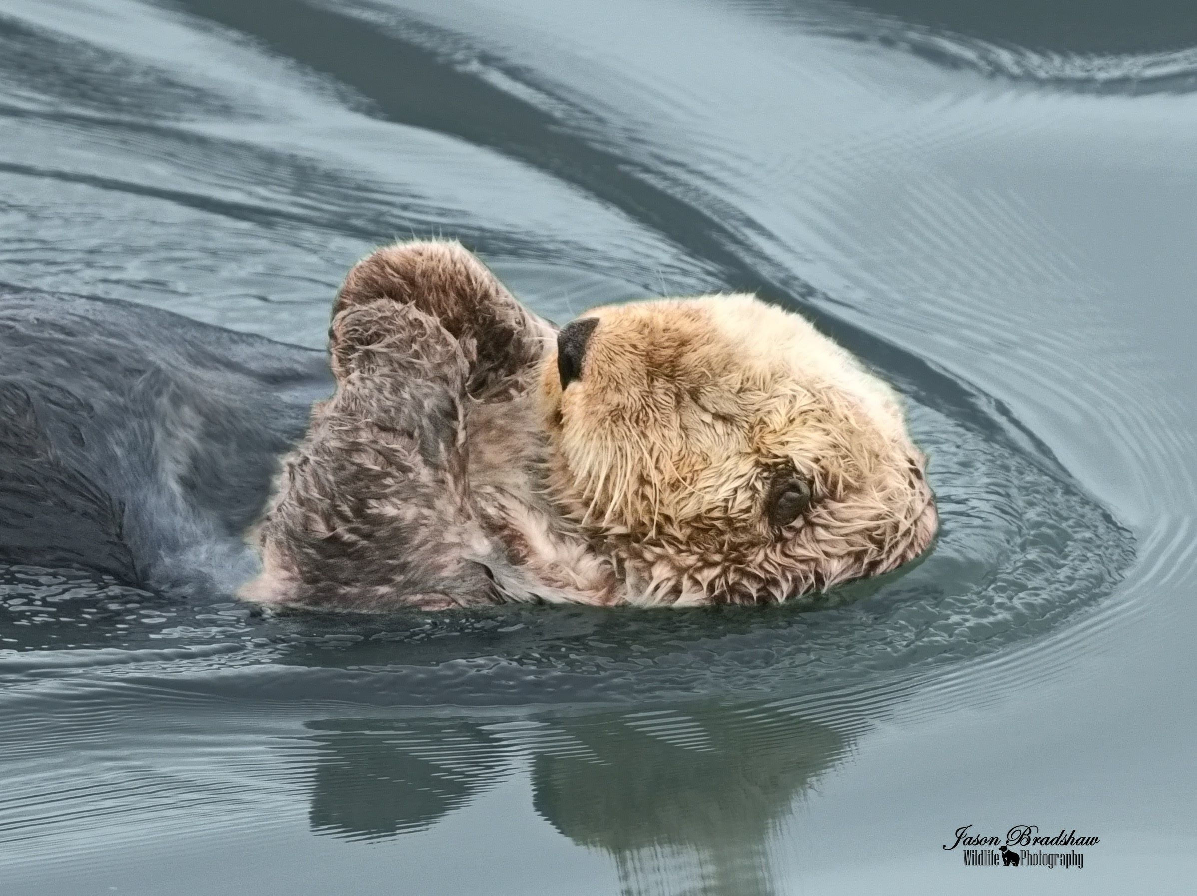 Sea Otter