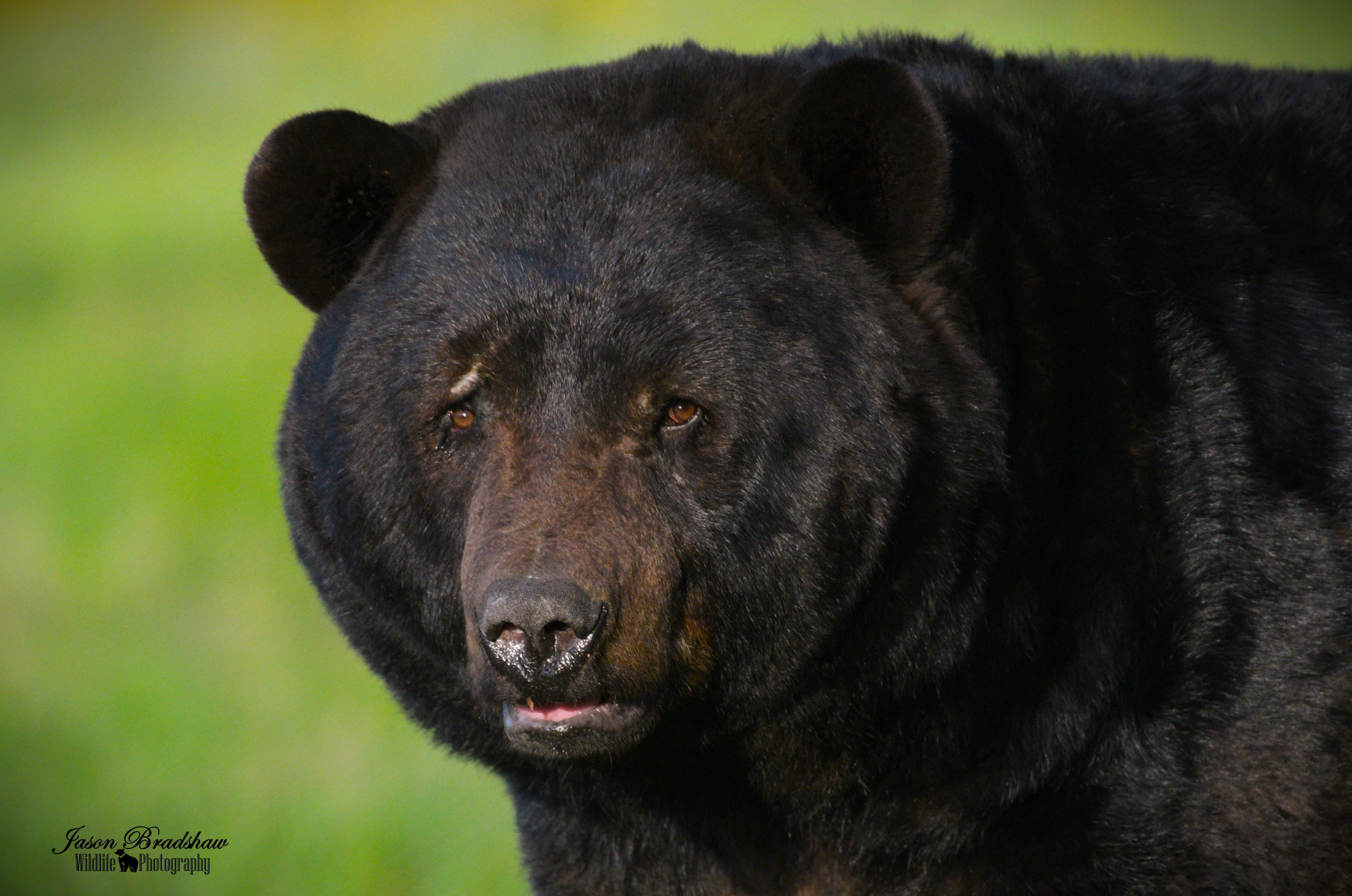 Black Bear   *Starting at $26!!