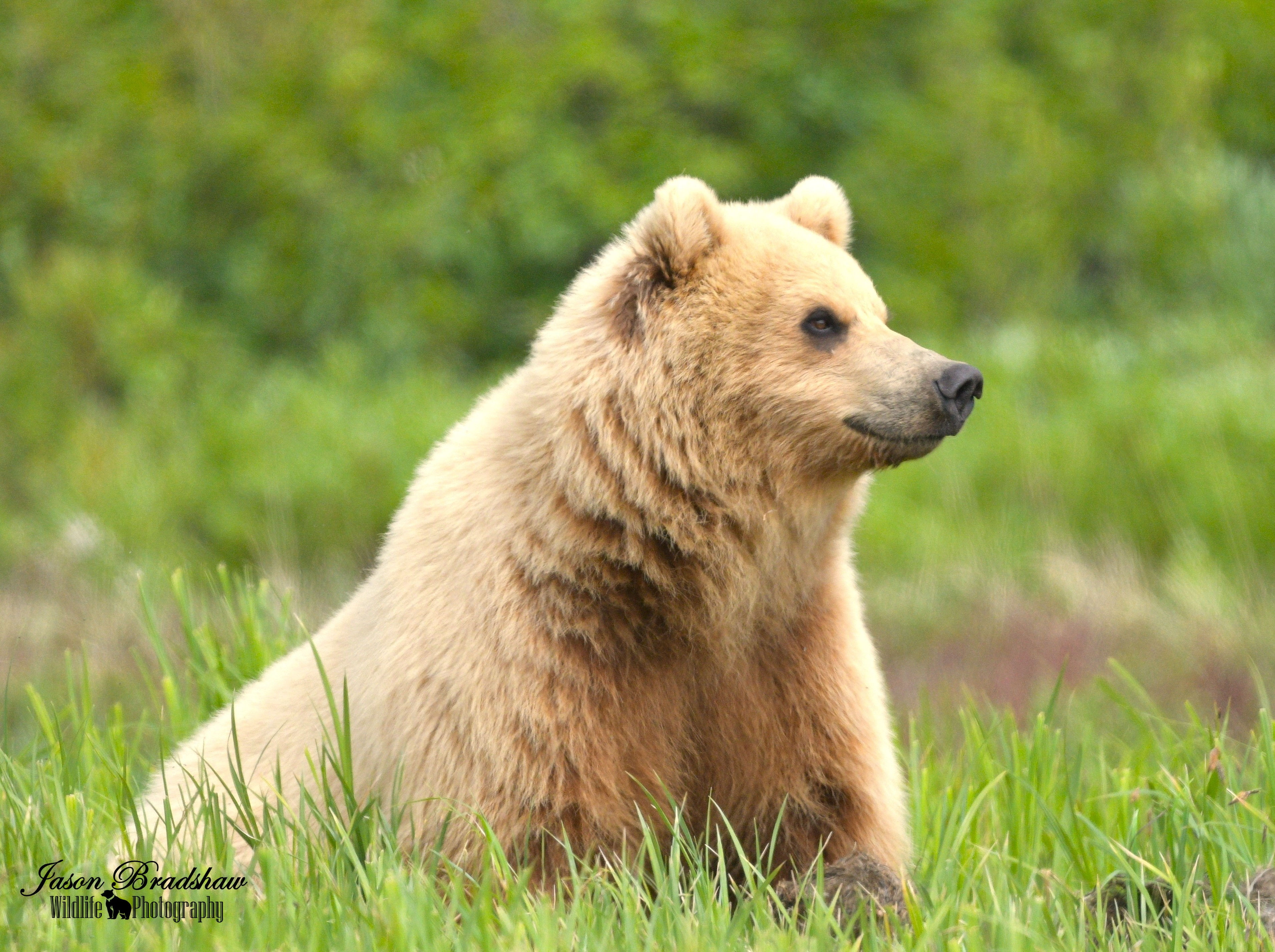 Blonde Grizzly Bear (Barbie)   Starting at $15!!