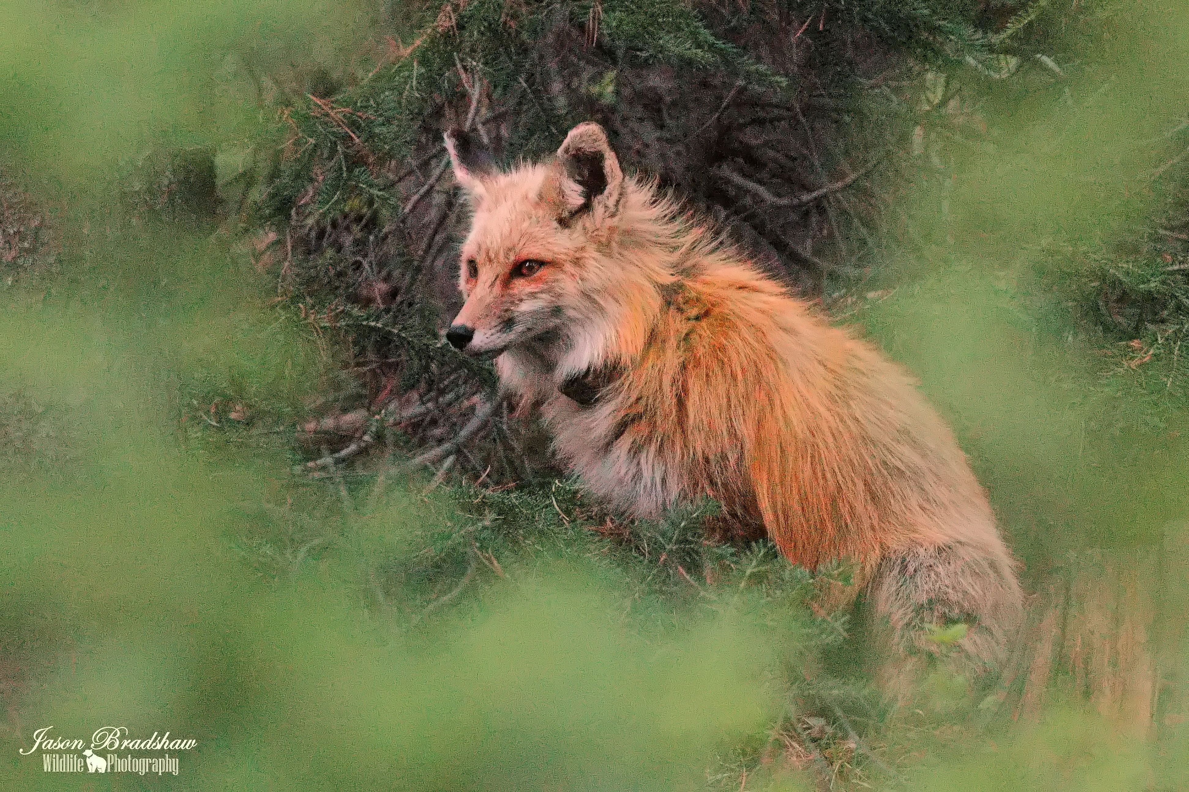 Red Fox