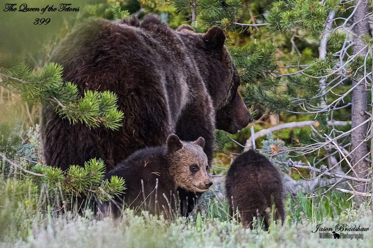 Grizzly 399