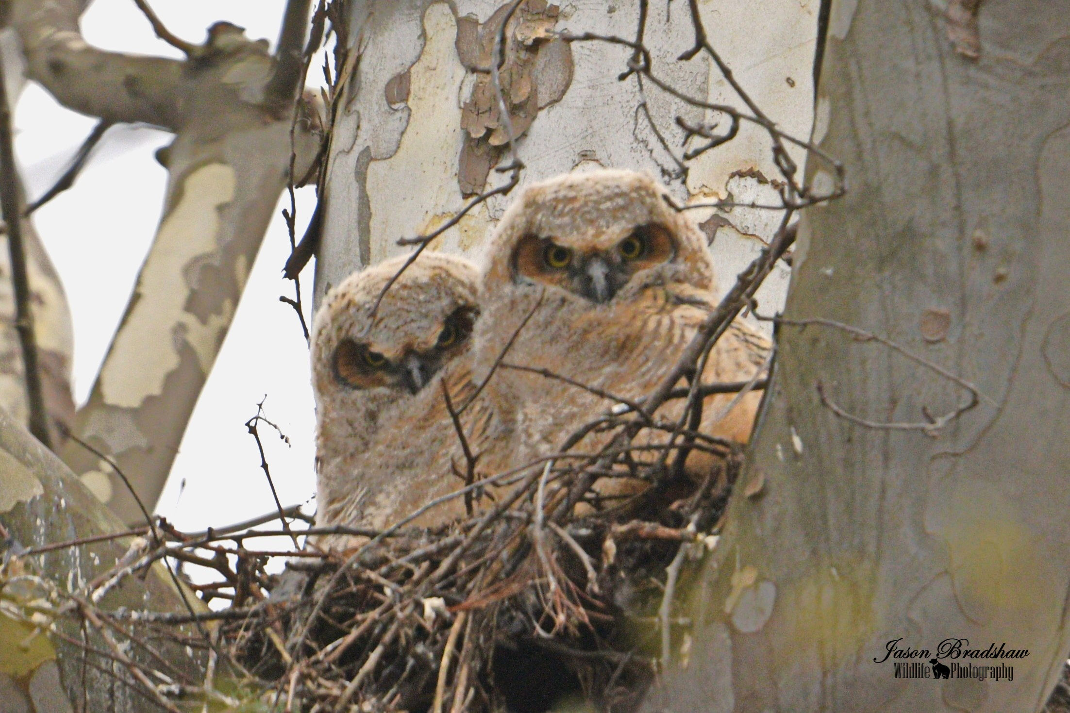 Great Horned Owlets