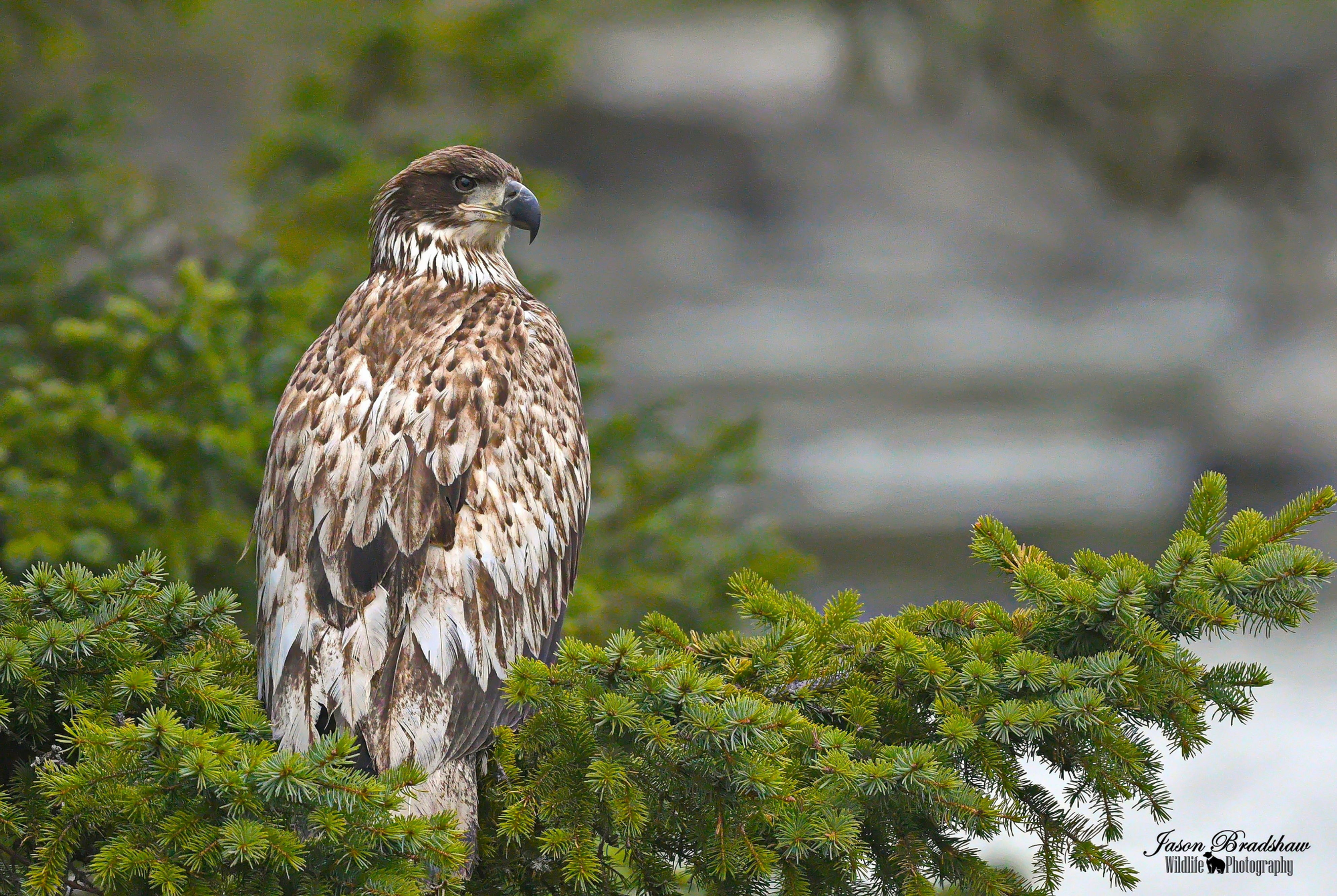Juvenile Bald Eagle