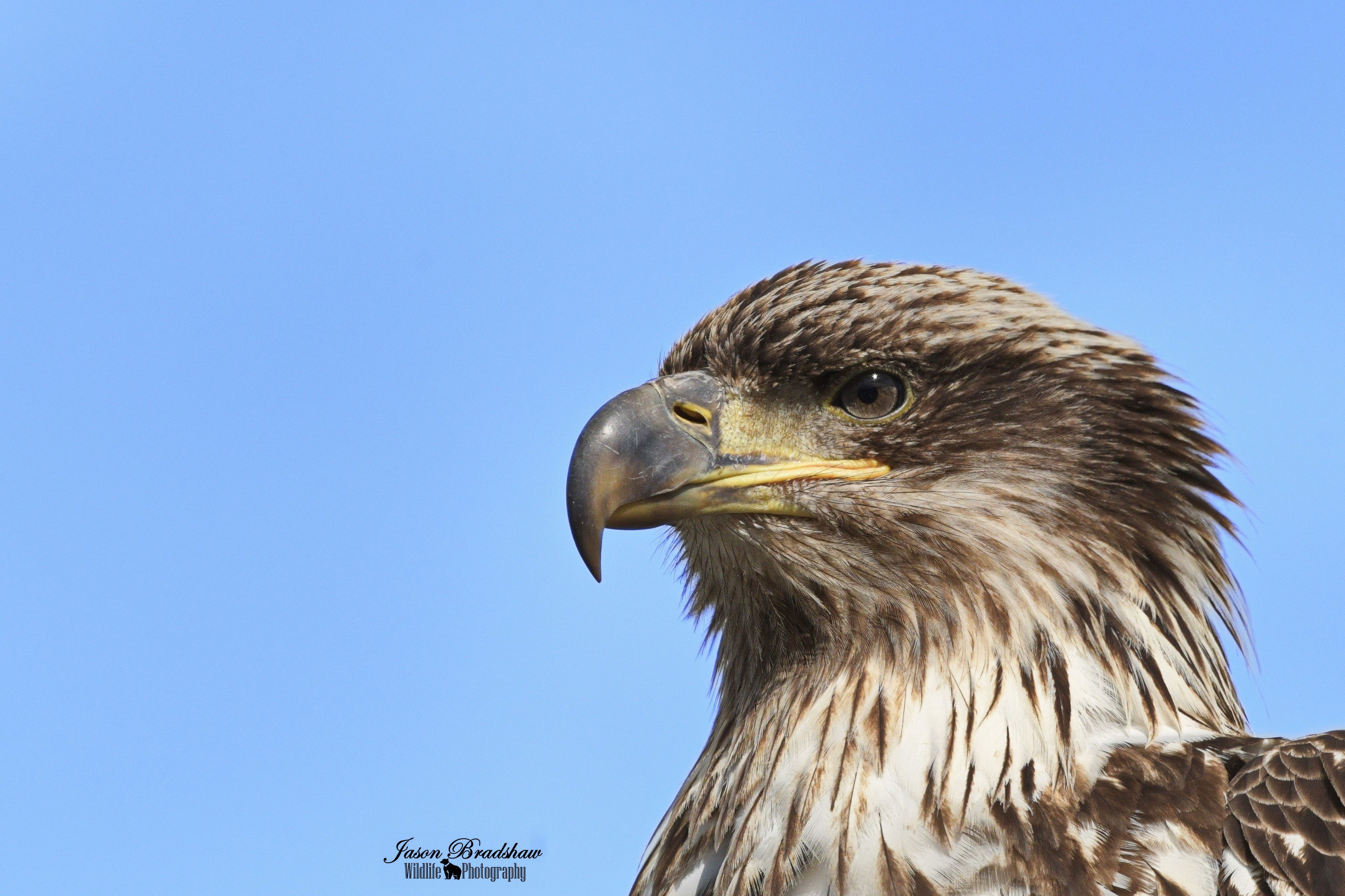 Juvenile Bald Eagle