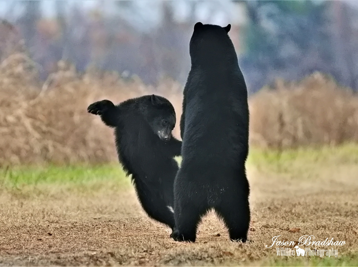 Black Bear mama and yearling dancing   *Starting at $26!!