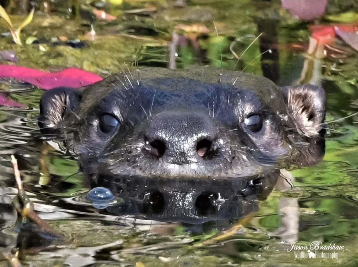 River Otter