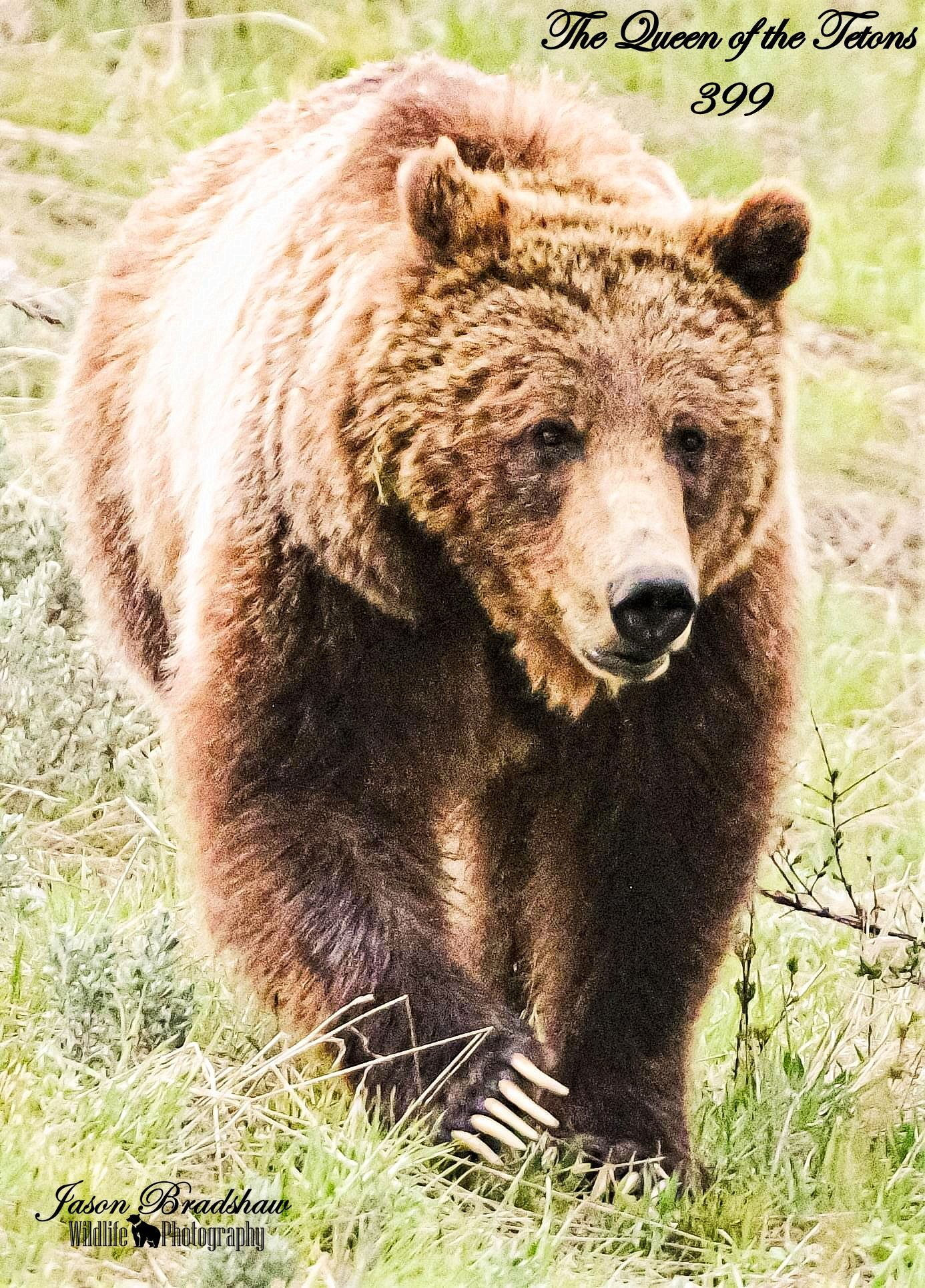 Grizzly 399