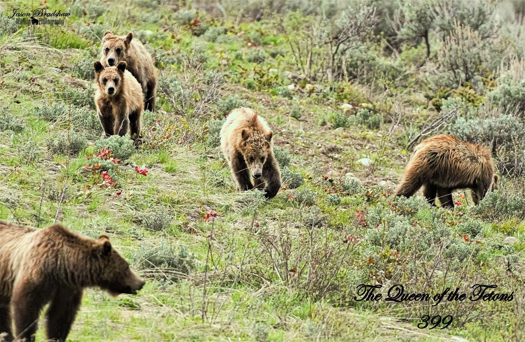 Grizzly 399