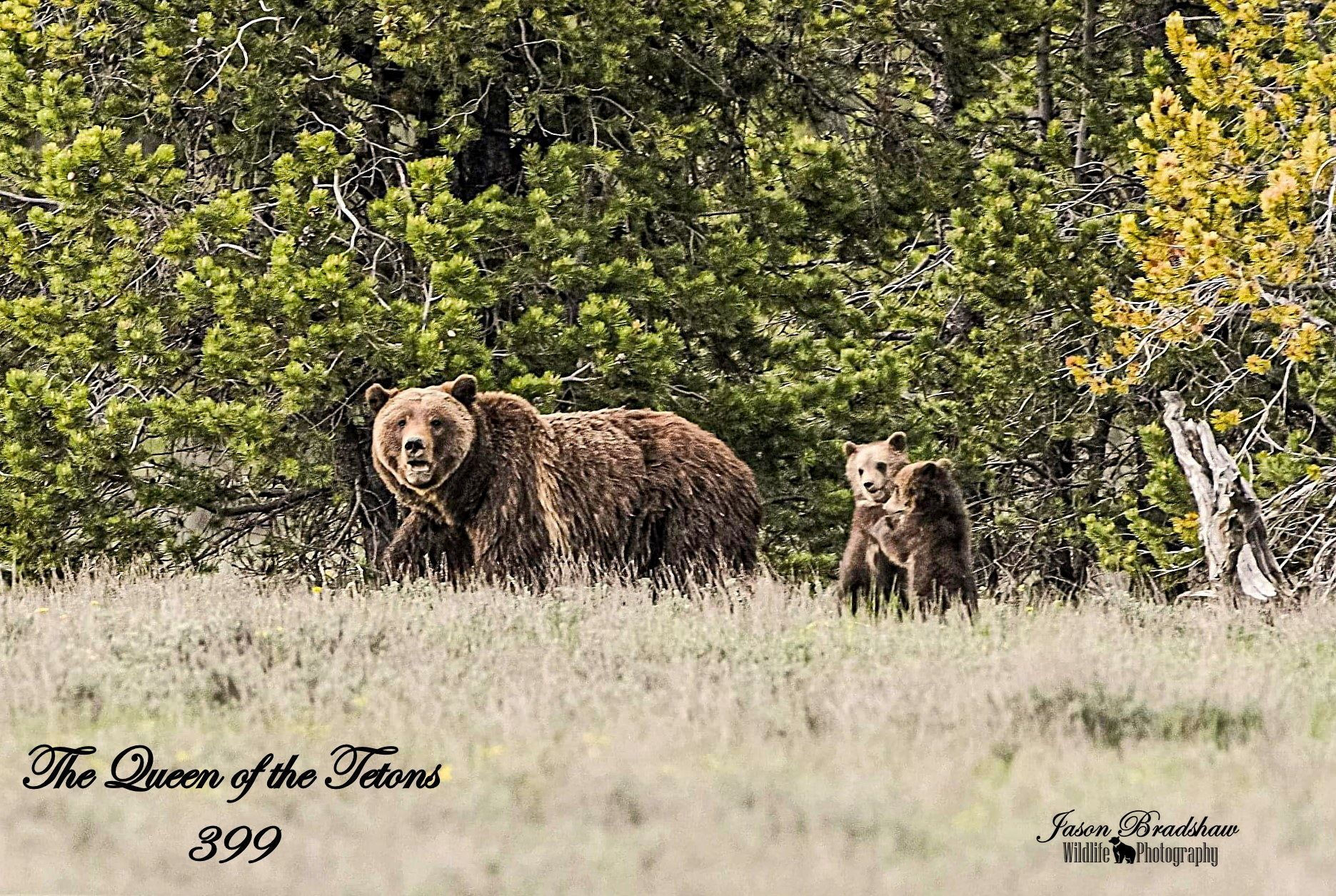 Grizzly 399