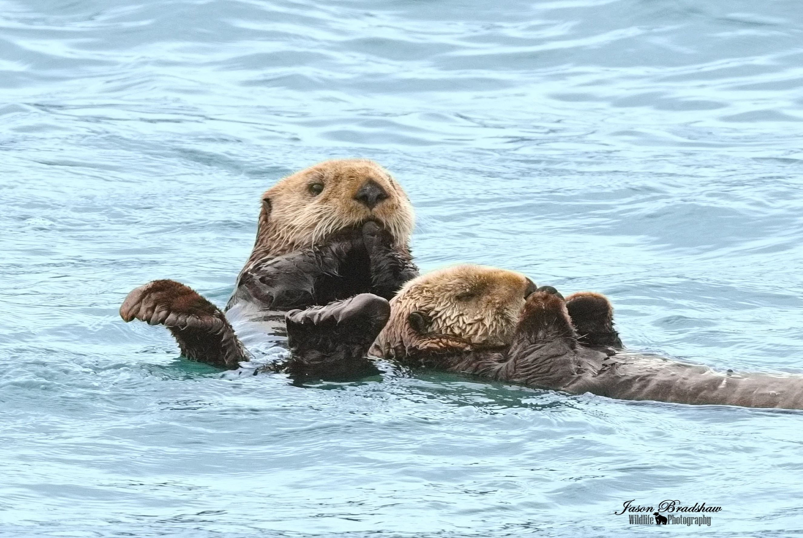 Sea Otters