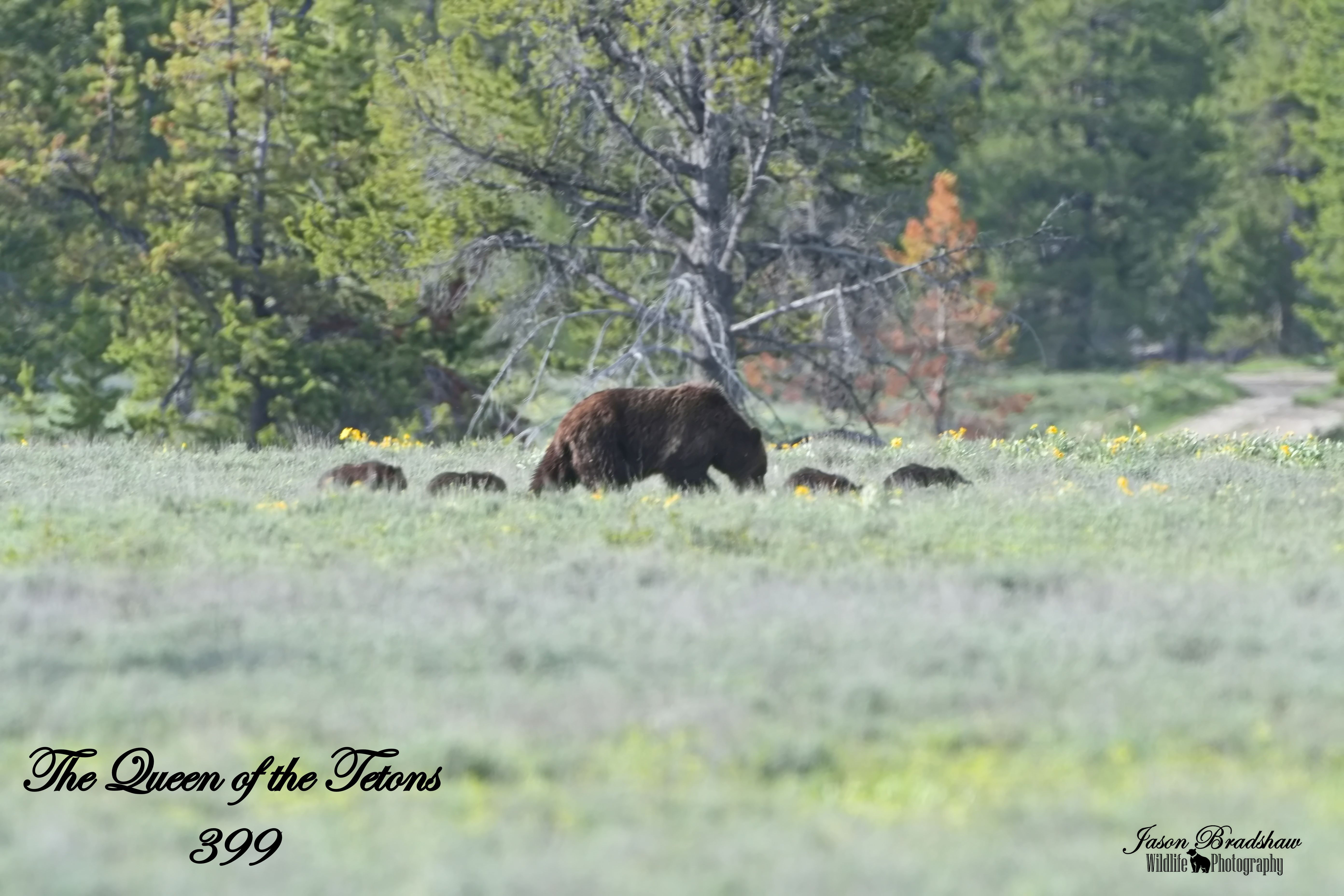 Grizzly 399