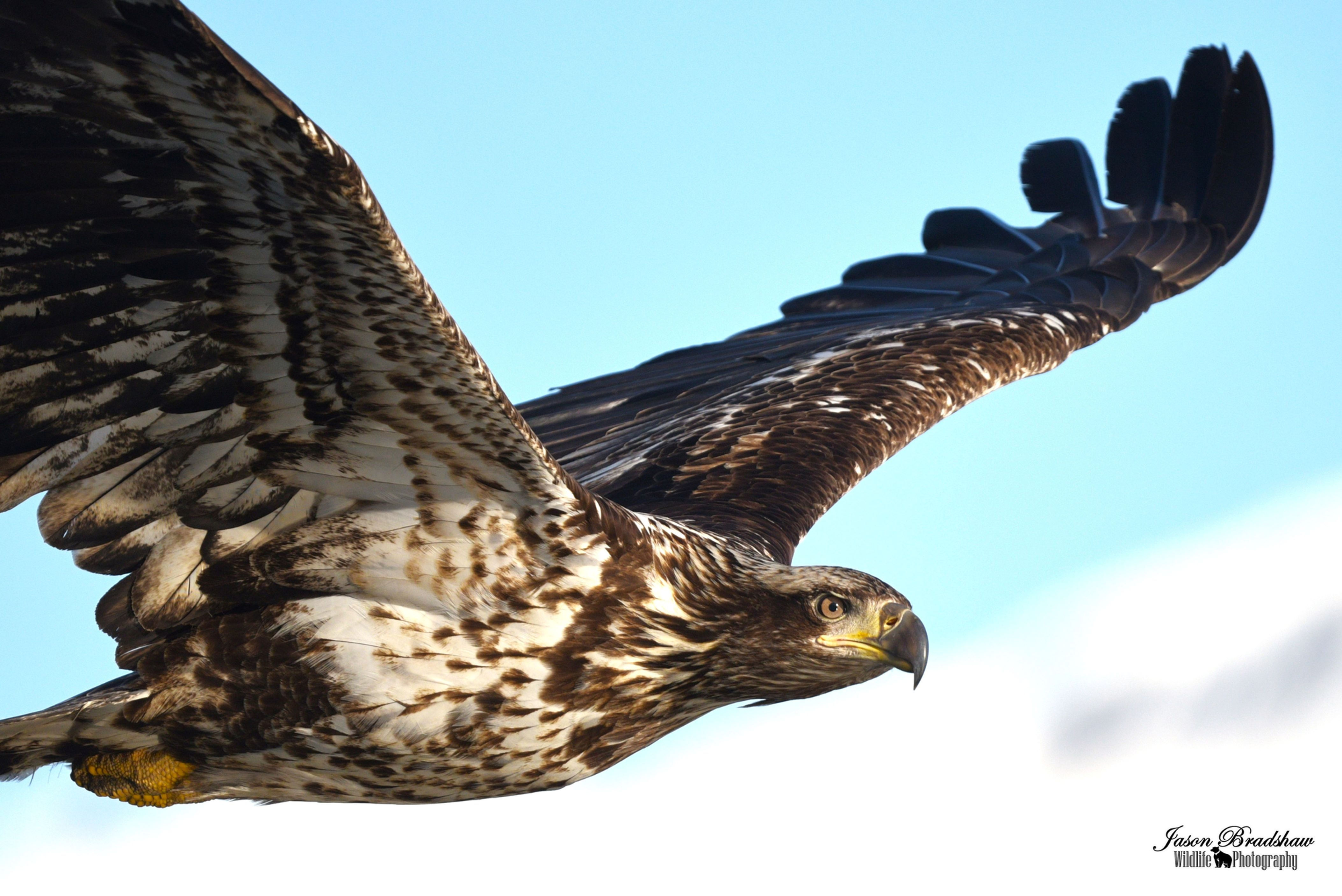 Juvenile Bald Eagle in flight
