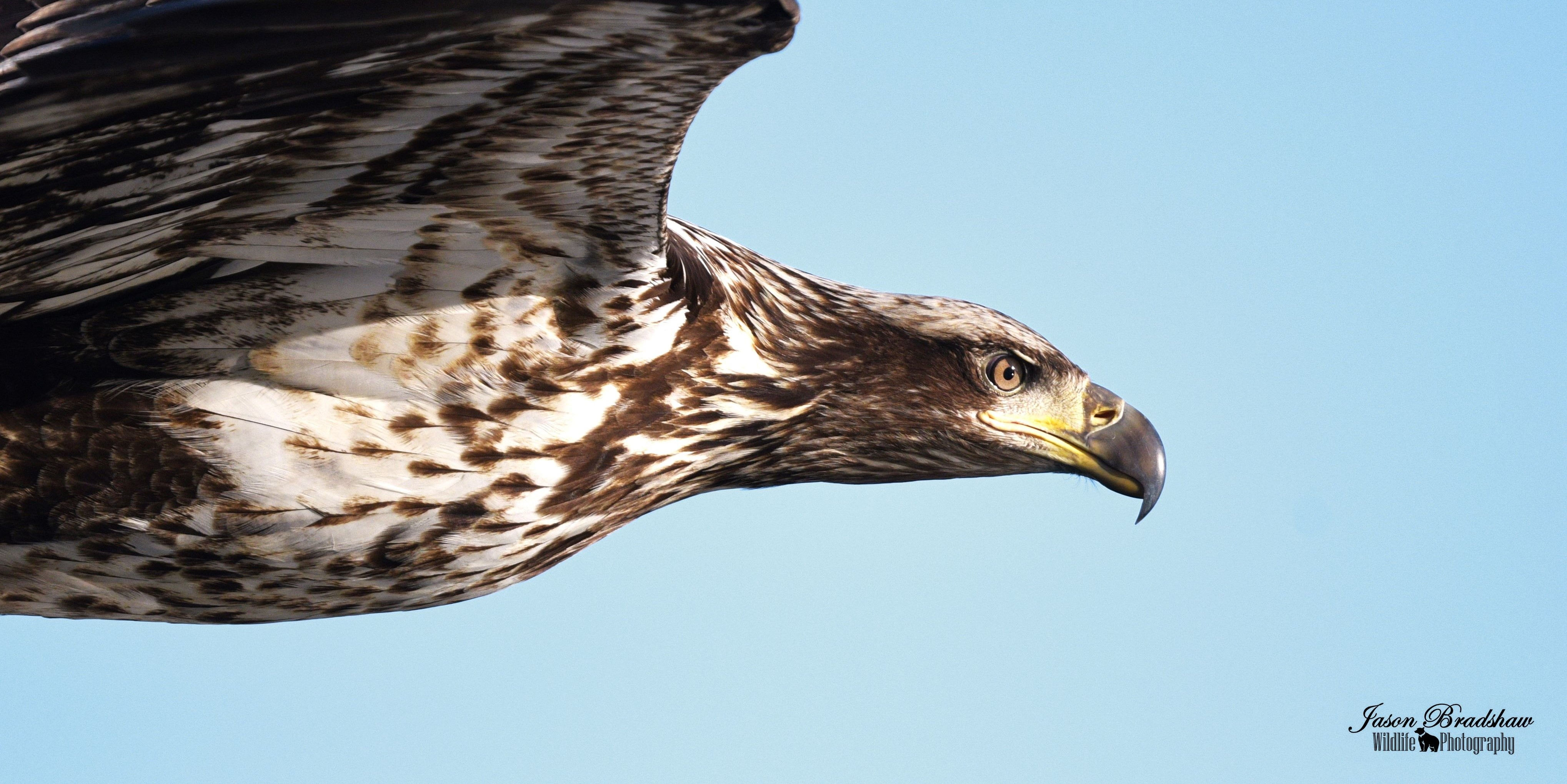Juvenile Bald Eagle in flight