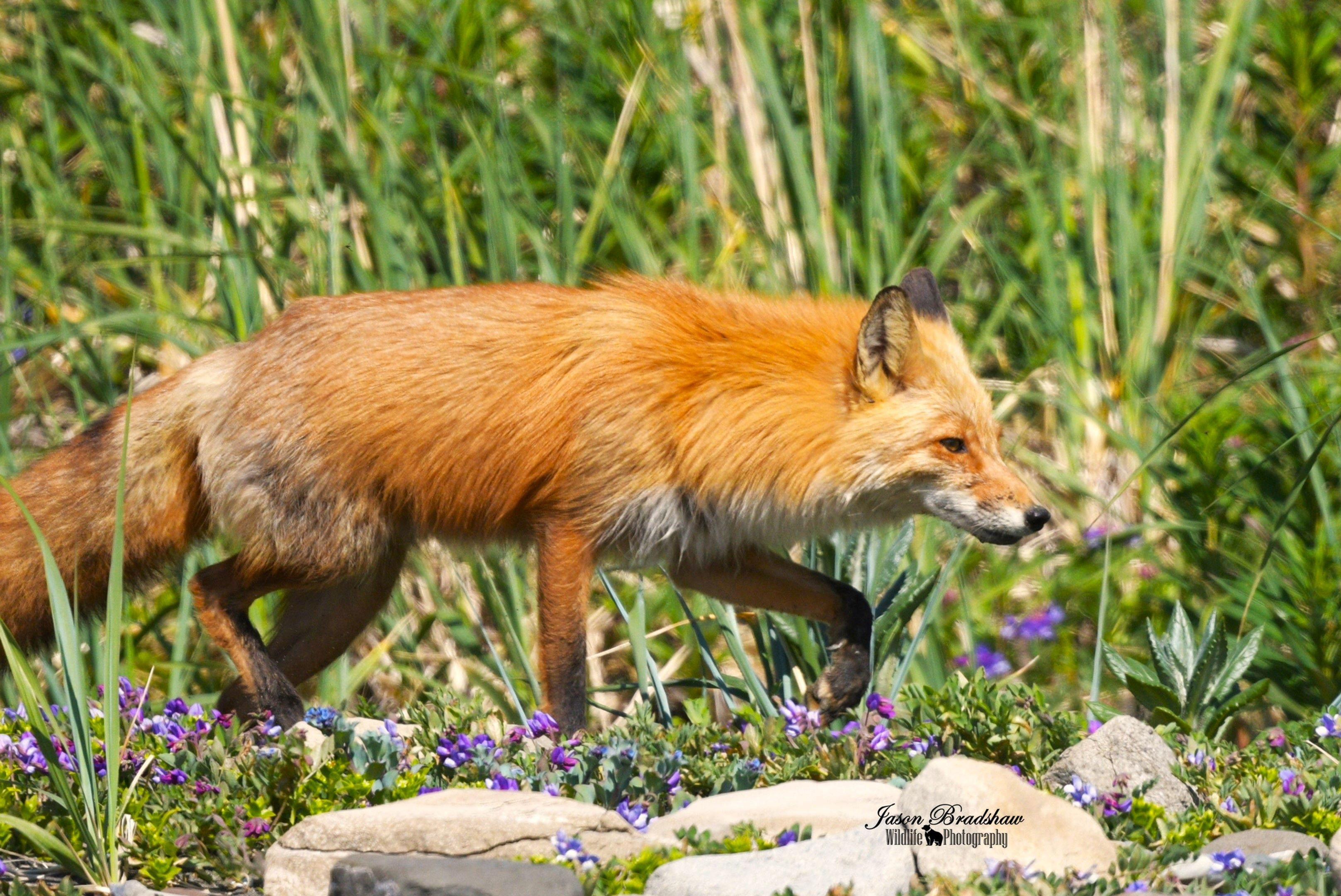 Red Fox