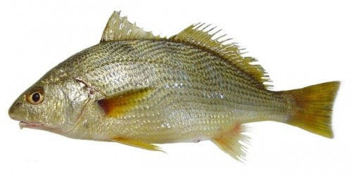 White Croaker | Pargo