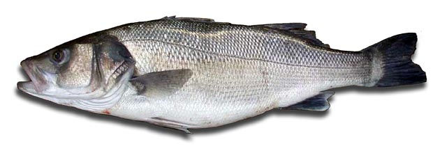 Seabass