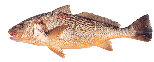 Yellow Croaker | Corvina