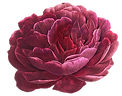 Red Rose for the home page of Rose Cottage Border Collies & Borderdoodles