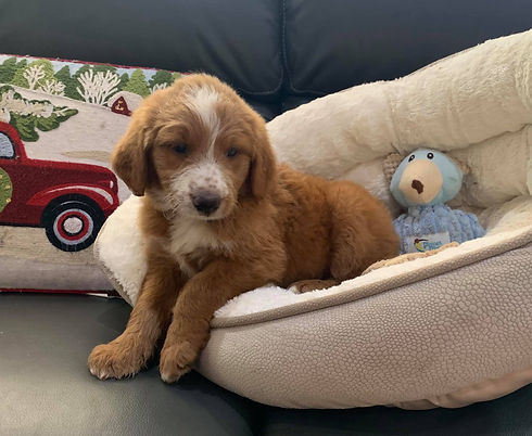 A photo of a small Border Collie puppy sitting in a soft, cream dog bed.