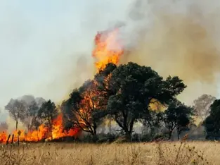 Brasil regista maior número de incêndios florestais em 14 anos