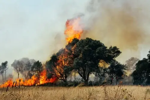 Árvore Pegando fogo no cerrado