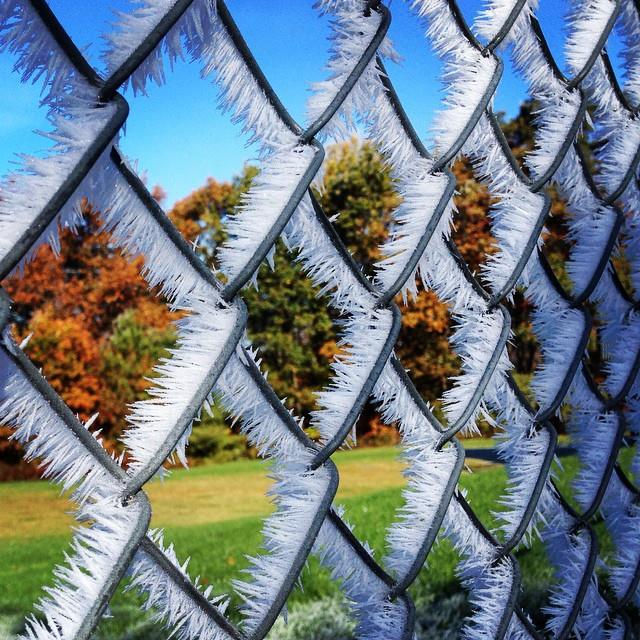 Frost on a fence