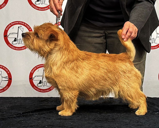 2,5 år Struer 2025 - bedre farve_edited.jpg