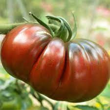 Thumbnail: Black Krim