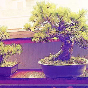 盆栽はじめました