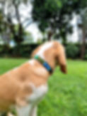 Dog with dog collar