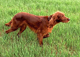 Julis delle rive del Pò