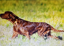 Nothing Des Soles De Rory