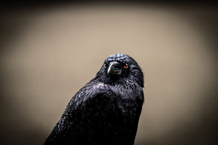 Raven, Crow, morning, rain, eyes, moody, personality