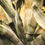 Miniature : Aloes - Biarritz