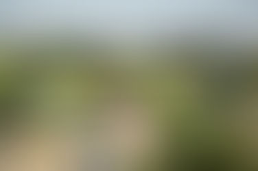 Civil societies have to play these major roles