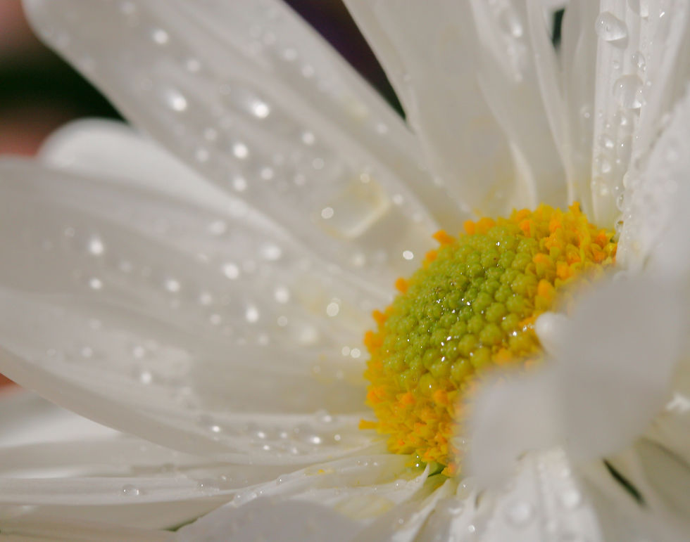 Thumbnail: Flower Landscapes