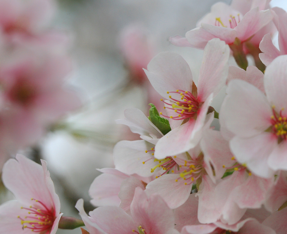 Thumbnail: Flower Landscapes