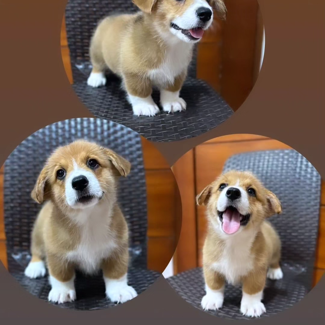 Male Pembroke Welsh Corgi 