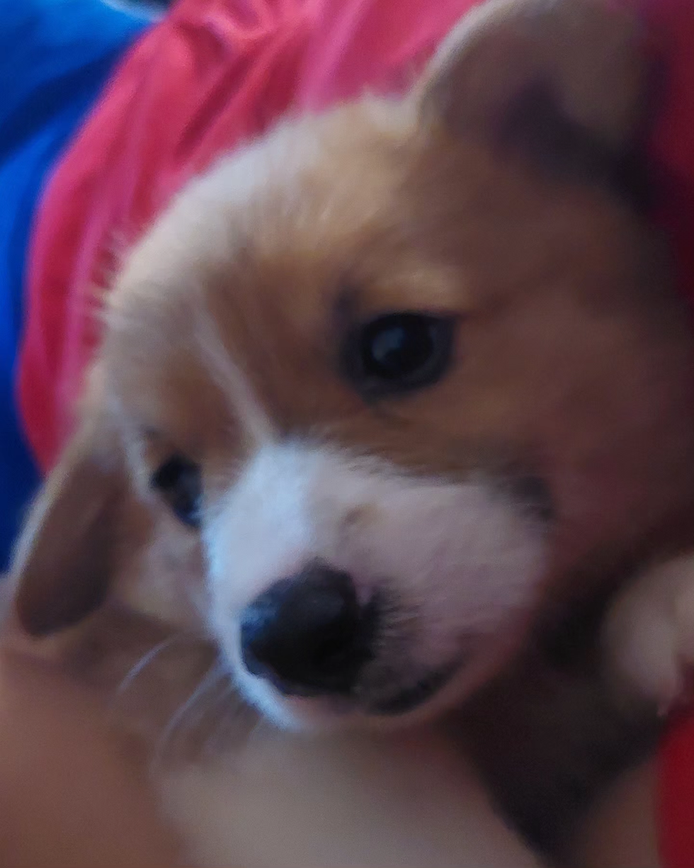 Thumbnail: Bandit (Pembroke Welsh Corgi)