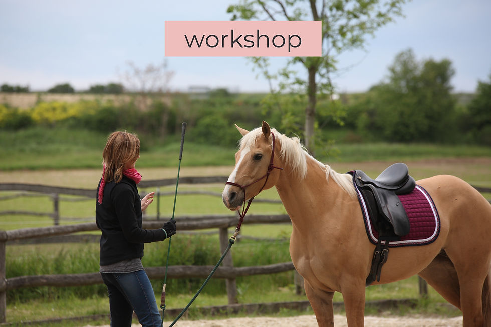 Workshop - Das mentale Pferd 
