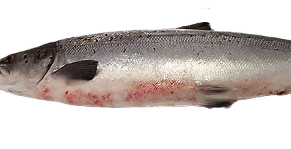 A diseased salmon