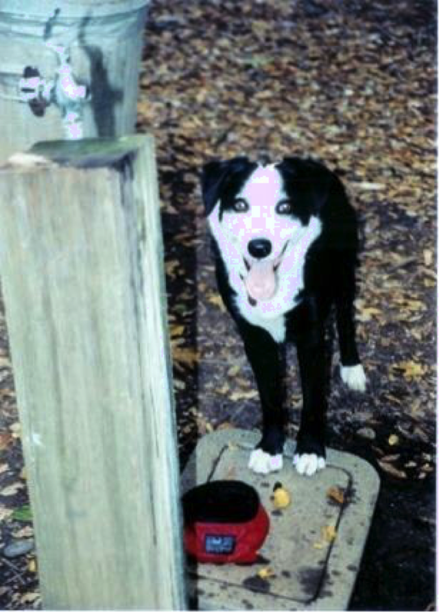 About McNab Shepherd Historical Society