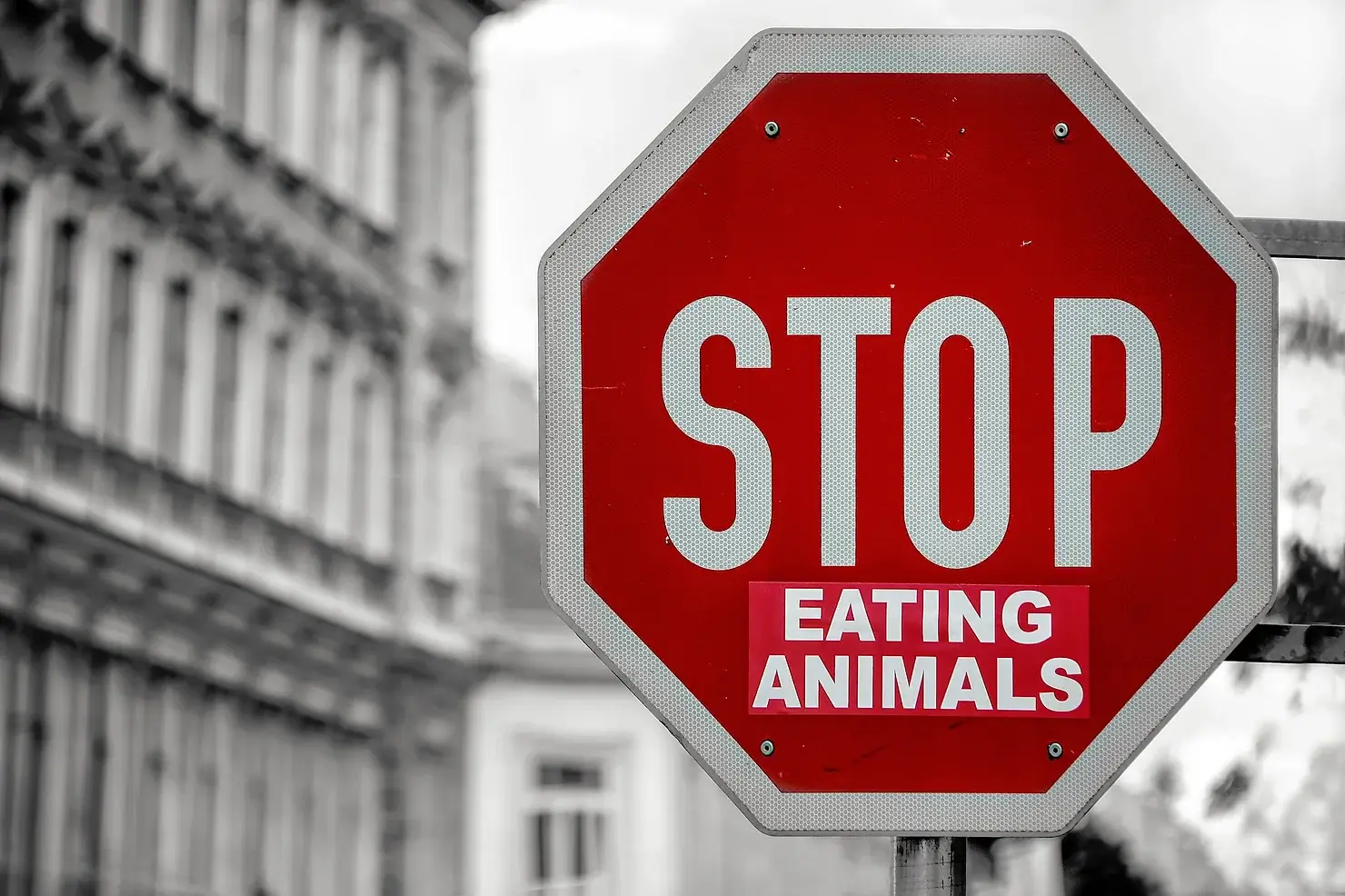 The vegan lifestyle has become increasingly popular in recent years, and for good reason. Not only is it an excellent way to reduce your carbon footprint, it also has a number of other environmental benefits.