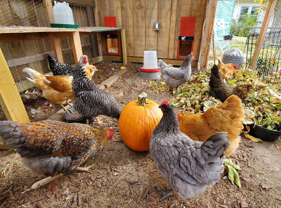 Nine chickens surrounding a large orange pumpkin