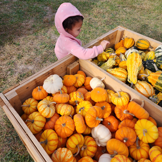A young girl next to a large bin of gourds and small pumpkins