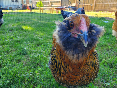 Why Chickens? The Story Behind Our First Flock