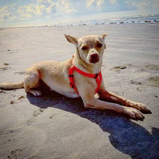 Blond dog laying on the sand at the beach