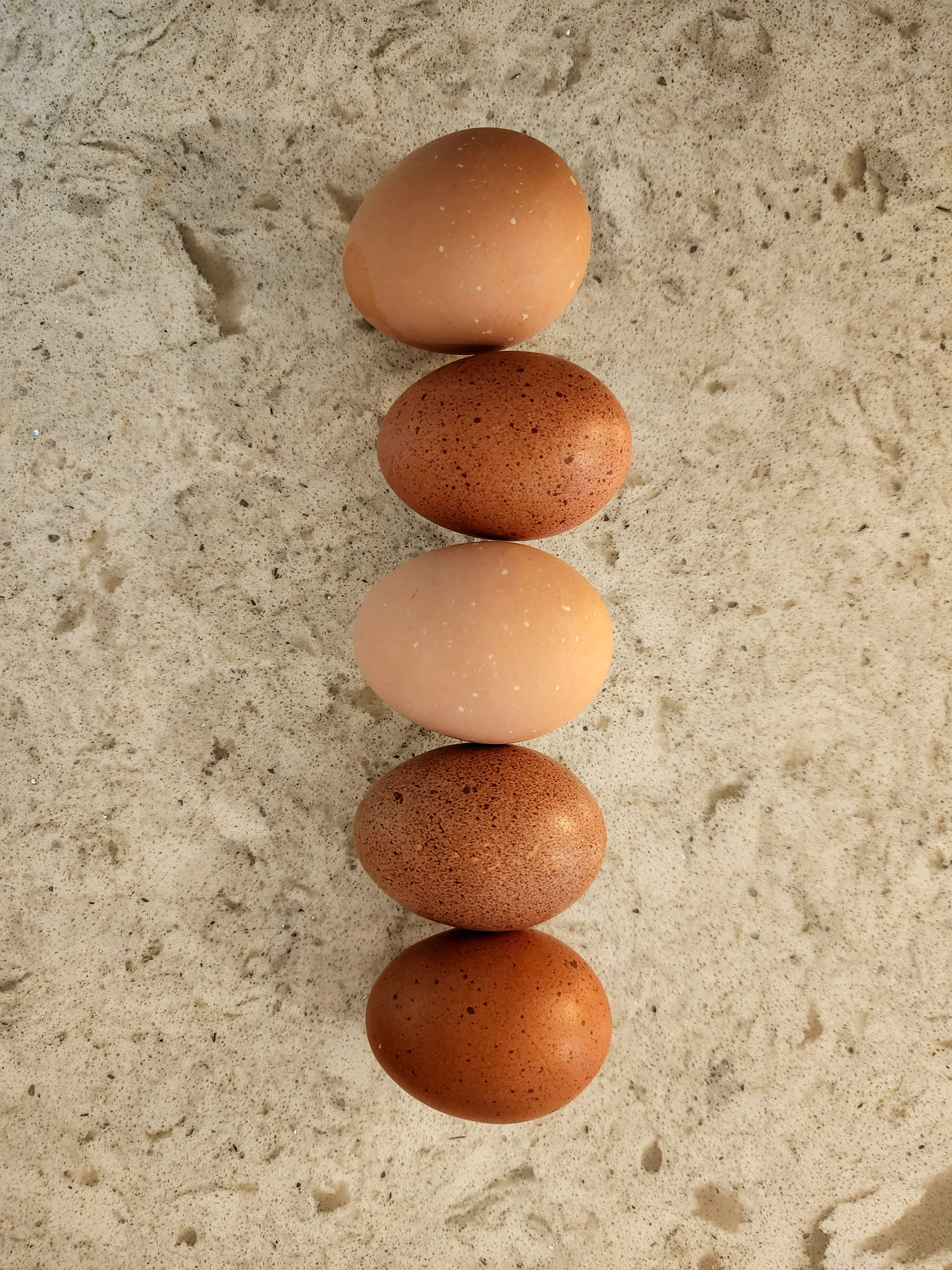 Homestead Starter Hatching Eggs - One Dozen